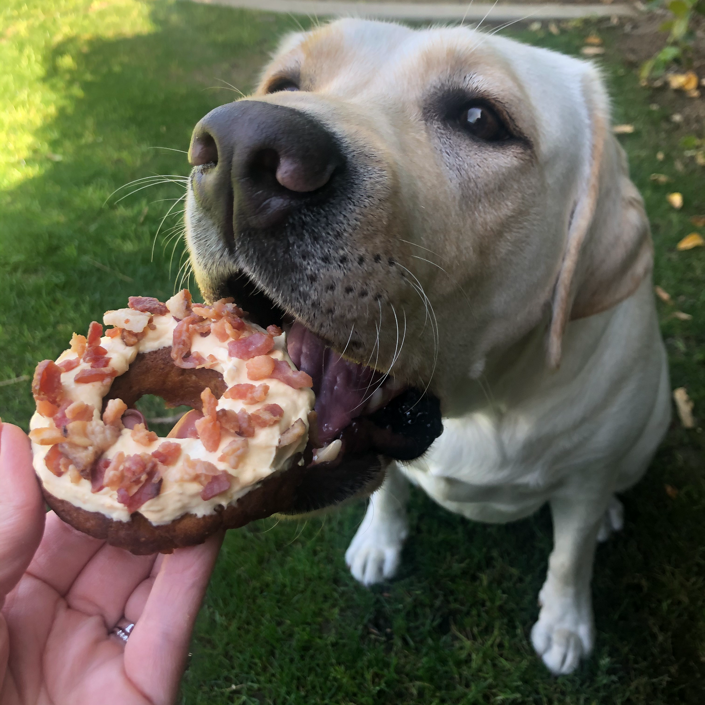 Peanut Butter Bacon Donuts - 3 pack