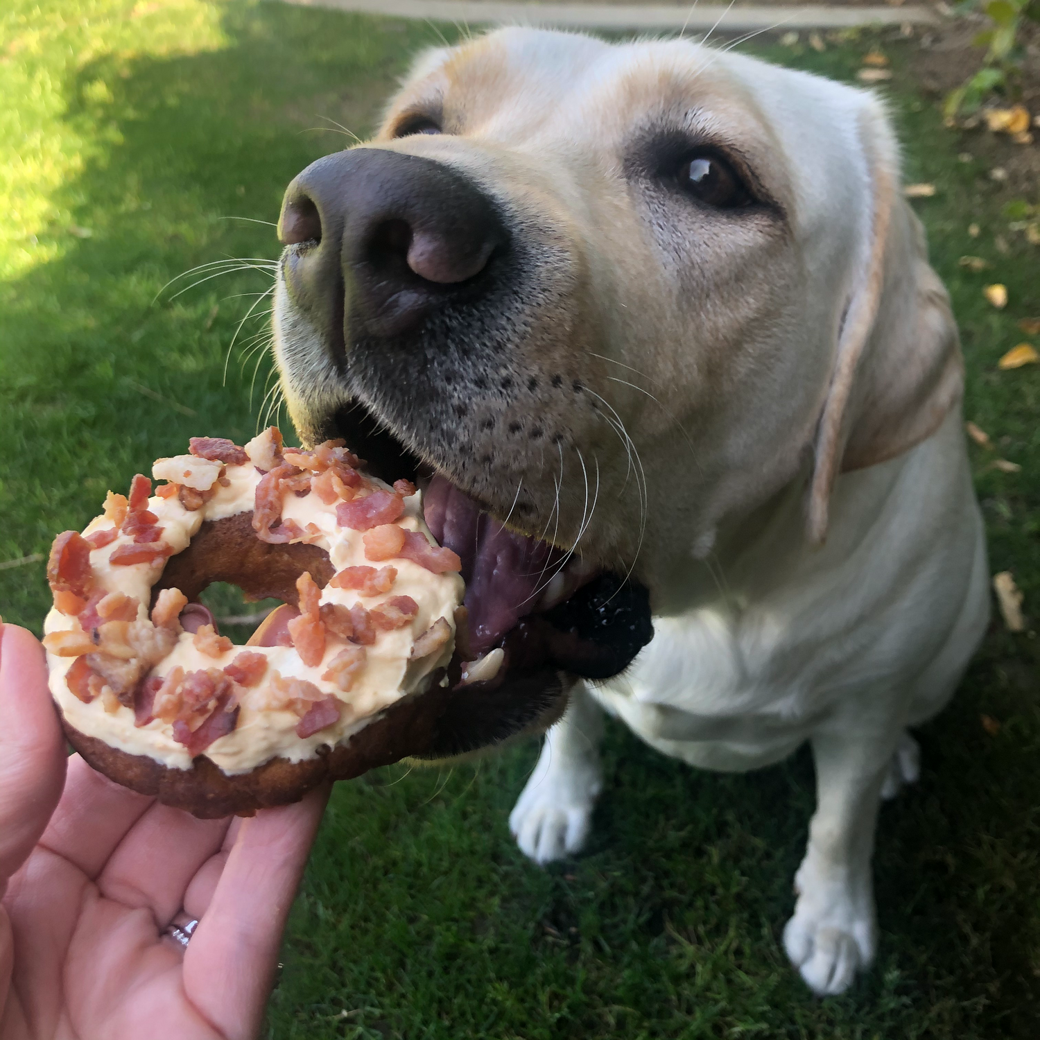 Peanut Butter Bacon Donuts 3 pack