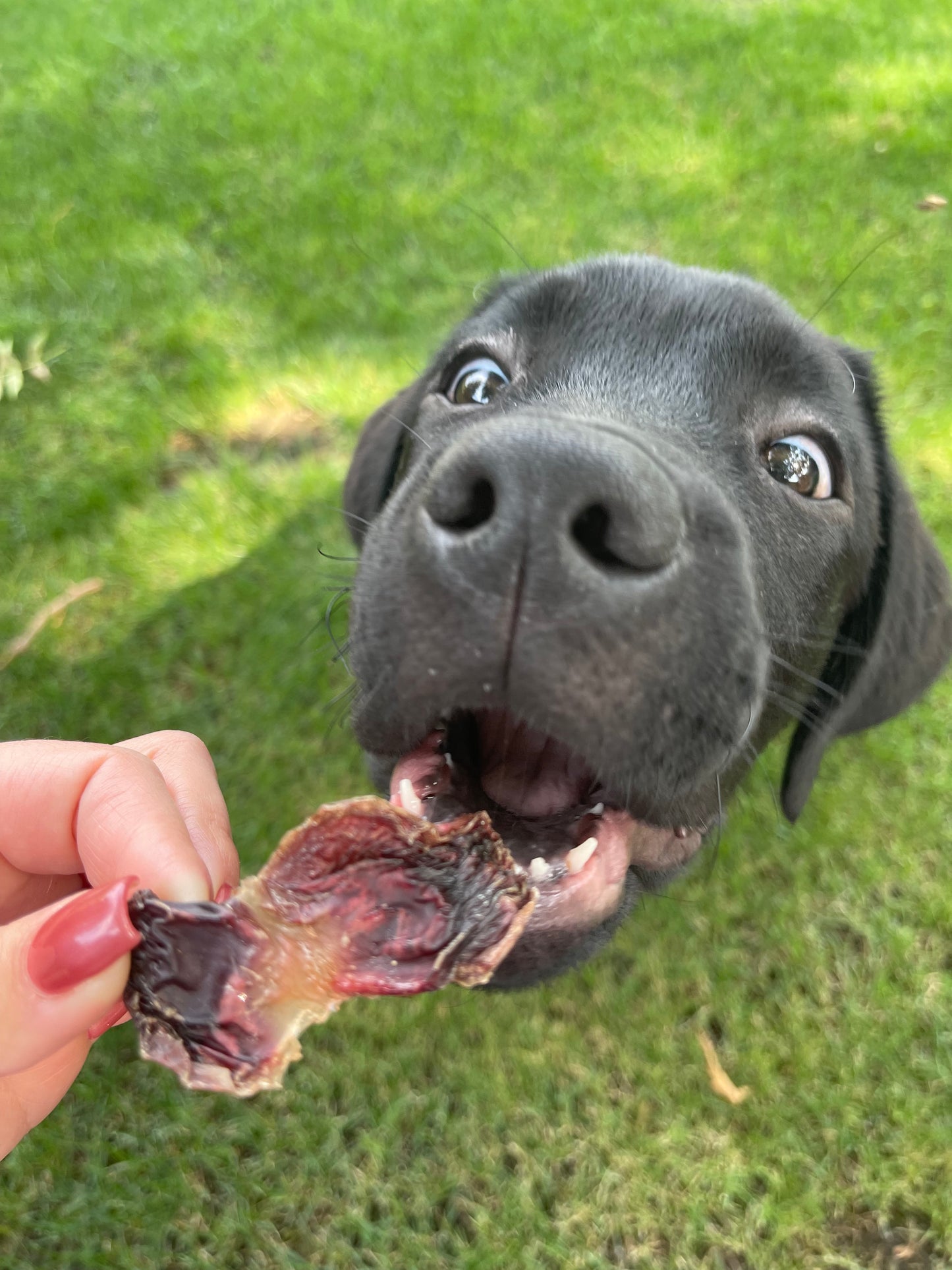 100% Chicken Gizzard - 2.5 oz